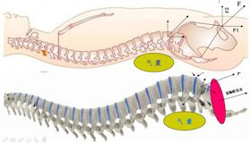 飛龍醫療 飛龍醫療